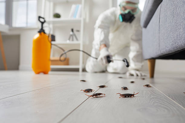 Commercial Rodent Management in Jefferson